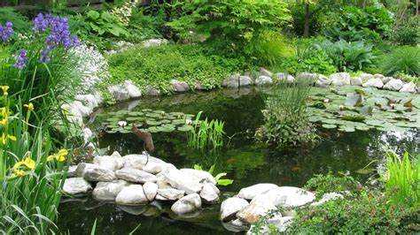 Repurposing Containers for DIY Mini Ponds: Small-Scale Pond Solutions
